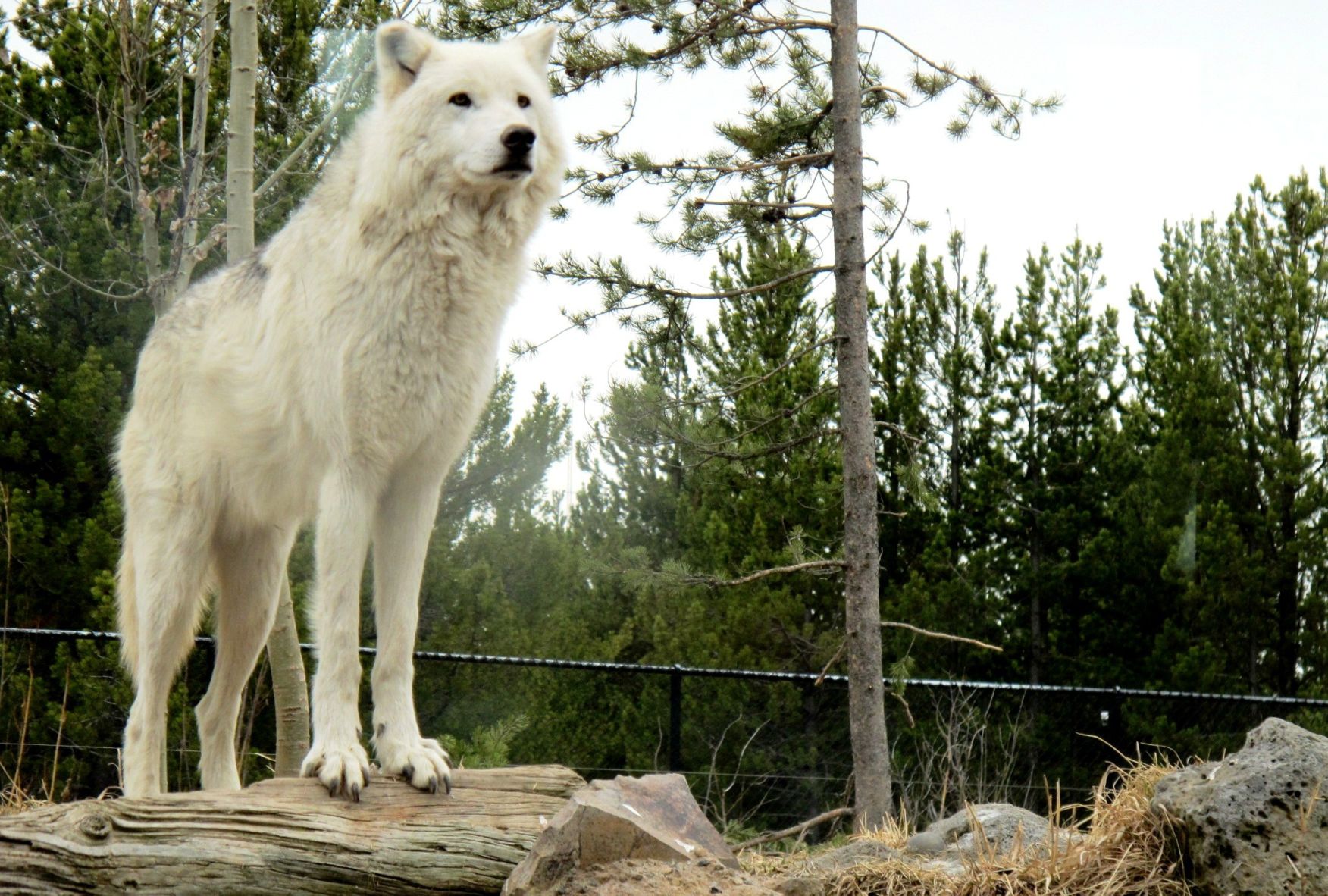 Wolf